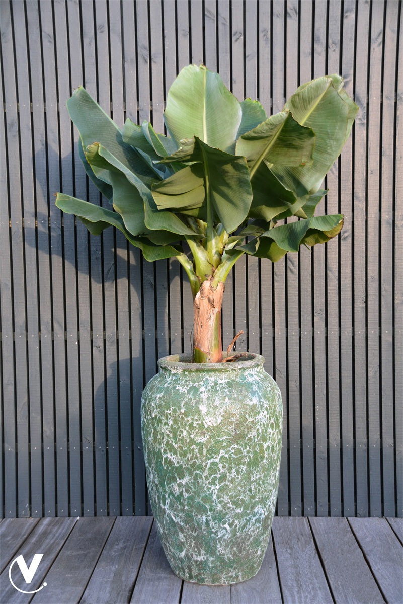 Pot Ambang XXL Ø62 x H95 cm Oceanic Coral 2