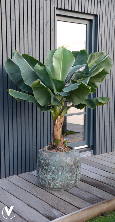 Pot Arenal Oceanic coral